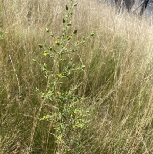 Dittrichia graveolens at Acton, ACT - 30 Mar 2022 12:52 PM