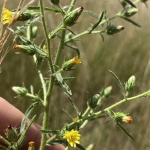 Dittrichia graveolens at Acton, ACT - 30 Mar 2022