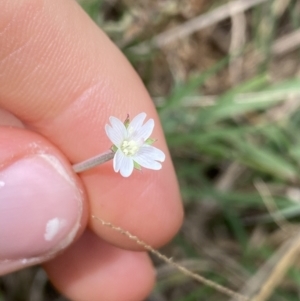 Epilobium billardiereanum at Acton, ACT - 30 Mar 2022