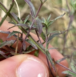 Epilobium billardiereanum at Acton, ACT - 30 Mar 2022