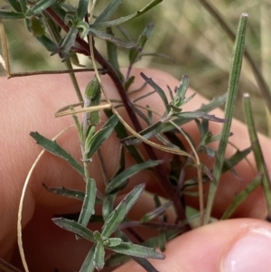 Epilobium billardiereanum at Acton, ACT - 30 Mar 2022