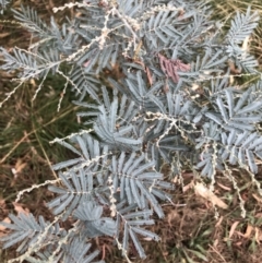 Acacia dealbata subsp. dealbata (Silver Wattle) at Belconnen, ACT - 29 Mar 2022 by Dora