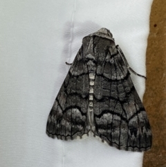 Stibaroma undescribed species (A Line-moth) at Jerrabomberra, NSW by SteveBorkowskis