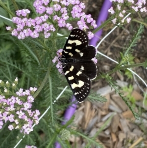 Phalaenoides tristifica at Burra, NSW - suppressed