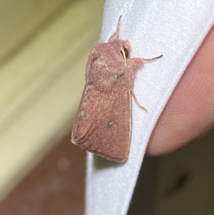 Australothis rubrescens at Jerrabomberra, NSW - 29 Mar 2022