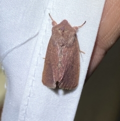 Australothis rubrescens at Jerrabomberra, NSW - 29 Mar 2022