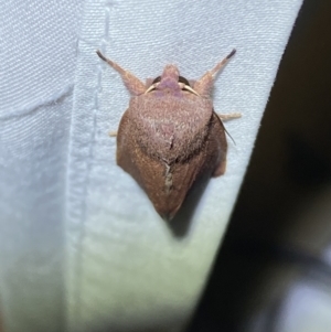 Australothis rubrescens at Jerrabomberra, NSW - 29 Mar 2022