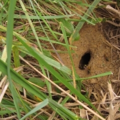 Vespula germanica at Latham, ACT - 30 Mar 2022