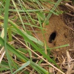 Vespula germanica at Latham, ACT - 30 Mar 2022