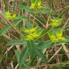 Euphorbia oblongata (Egg-leaf Spurge) at Latham, ACT - 30 Mar 2022 by pinnaCLE