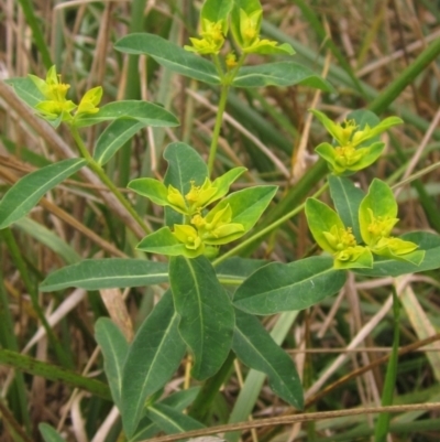 Euphorbia oblongata (Egg-leaf Spurge) at Latham, ACT - 30 Mar 2022 by pinnaCLE