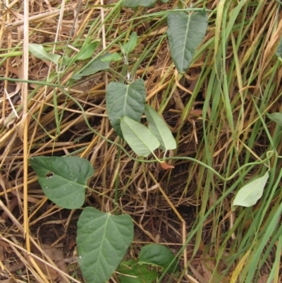 Araujia sericifera (Moth Plant) at Latham, ACT - 30 Mar 2022 by pinnaCLE