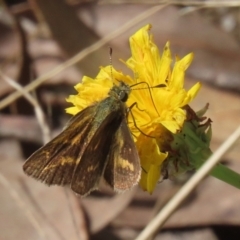 Taractrocera papyria (White-banded Grass-dart) at Paddys River, ACT - 29 Mar 2022 by RodDeb