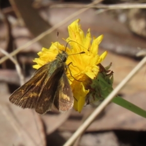 Taractrocera papyria at Paddys River, ACT - 29 Mar 2022 01:07 PM