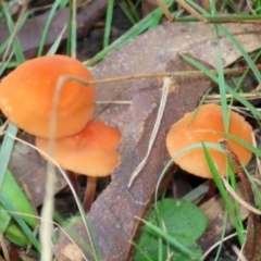 Marasmius elegans at Paddys River, ACT - 29 Mar 2022