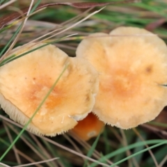 Marasmius elegans at Paddys River, ACT - 29 Mar 2022