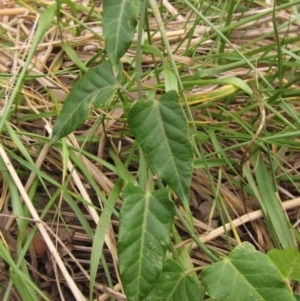 Araujia sericifera at Macgregor, ACT - 30 Mar 2022