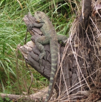 Intellagama lesueurii howittii (Gippsland Water Dragon) at Umbagong District Park - 30 Mar 2022 by pinnaCLE
