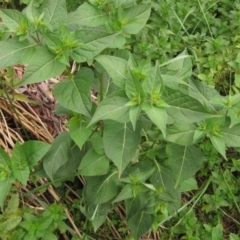 Mirabilis jalapa (Four O'clock Plant or Marvel of Peru) at Umbagong District Park - 30 Mar 2022 by pinnaCLE