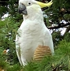 Cacatua galerita (Sulphur-crested Cockatoo) at Burradoo, NSW - 27 Mar 2022 by JanetMW