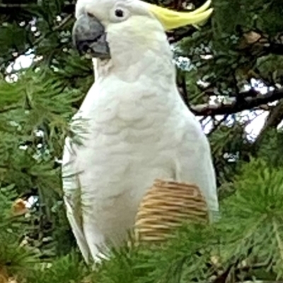 Cacatua galerita (Sulphur-crested Cockatoo) at Burradoo, NSW - 27 Mar 2022 by JanetMW