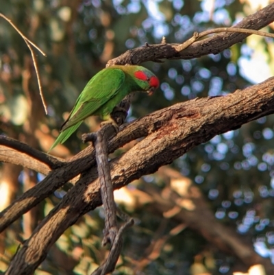 Glossopsitta concinna (Musk Lorikeet) at Thurgoona, NSW - 30 Mar 2022 by Darcy