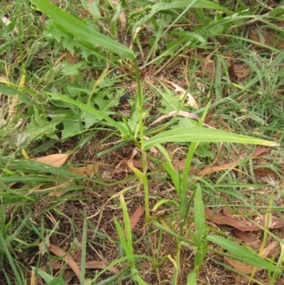 Setaria italica (Foxtail Millet) at Macgregor, ACT - 30 Mar 2022 by pinnaCLE