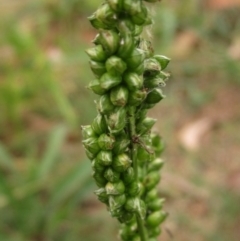 Setaria italica at Macgregor, ACT - 30 Mar 2022 02:52 PM