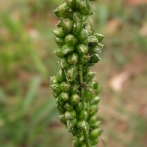 Setaria italica at Macgregor, ACT - 30 Mar 2022 02:52 PM