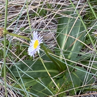 Brachyscome decipiens (Field Daisy) at Cotter River, ACT - 30 Mar 2022 by RAllen