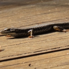 Eulamprus heatwolei (Yellow-bellied Water Skink) at Tidbinbilla Nature Reserve - 29 Mar 2022 by RodDeb