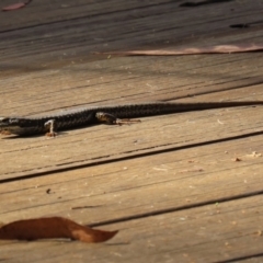 Eulamprus heatwolei at Paddys River, ACT - 29 Mar 2022