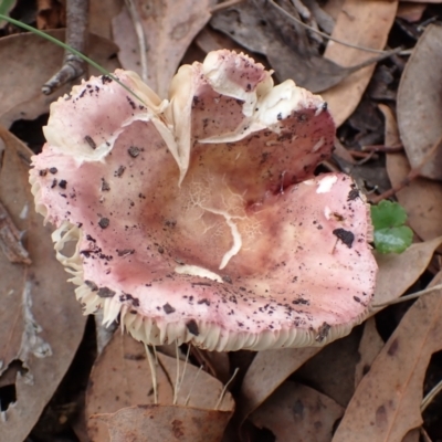Russula sp. (Russula) at Cook, ACT - 20 Mar 2022 by drakes