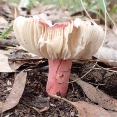 Russula sp. at Cook, ACT - 21 Mar 2022