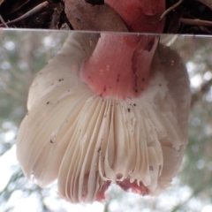 Russula sp. at Cook, ACT - 21 Mar 2022