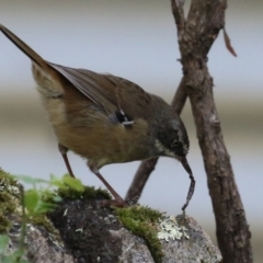 Sericornis frontalis (White-browed Scrubwren) at Paddys River, ACT - 29 Mar 2022 by RodDeb