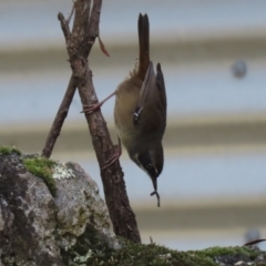 Sericornis frontalis at Paddys River, ACT - 29 Mar 2022 03:05 PM