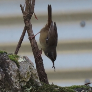 Sericornis frontalis at Paddys River, ACT - 29 Mar 2022