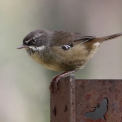 Sericornis frontalis at Paddys River, ACT - 29 Mar 2022