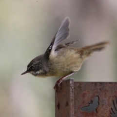 Sericornis frontalis at Paddys River, ACT - 29 Mar 2022 03:05 PM