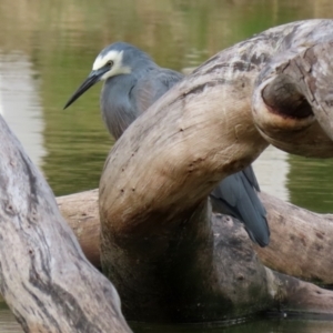 Egretta novaehollandiae at Paddys River, ACT - 29 Mar 2022