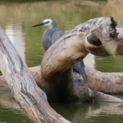 Egretta novaehollandiae at Paddys River, ACT - 29 Mar 2022