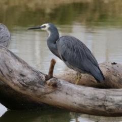 Egretta novaehollandiae at Paddys River, ACT - 29 Mar 2022 04:32 PM