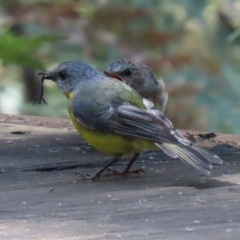 Eopsaltria australis (Eastern Yellow Robin) at Paddys River, ACT - 29 Mar 2022 by RodDeb