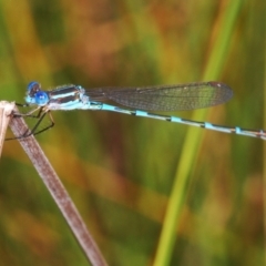 Austrolestes leda (Wandering Ringtail) at Stromlo, ACT - 21 Mar 2022 by Harrisi