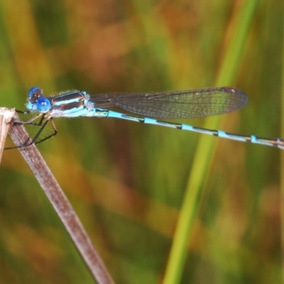 Austrolestes leda (Wandering Ringtail) at Stromlo, ACT - 21 Mar 2022 by Harrisi