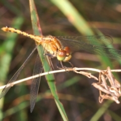 Diplacodes bipunctata (Wandering Percher) at Stromlo, ACT - 21 Mar 2022 by Harrisi