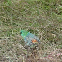 Psephotus haematonotus (Red-rumped Parrot) at Flea Bog Flat to Emu Creek Corridor - 10 Mar 2022 by JohnGiacon