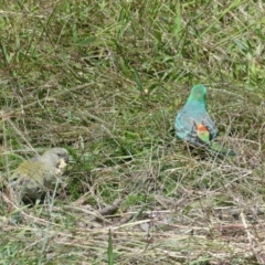 Psephotus haematonotus at Belconnen, ACT - 10 Mar 2022