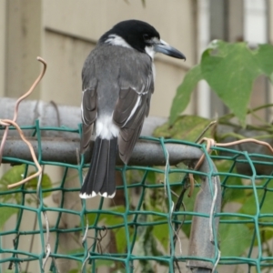 Cracticus torquatus at Belconnen, ACT - 10 Mar 2022 11:49 AM